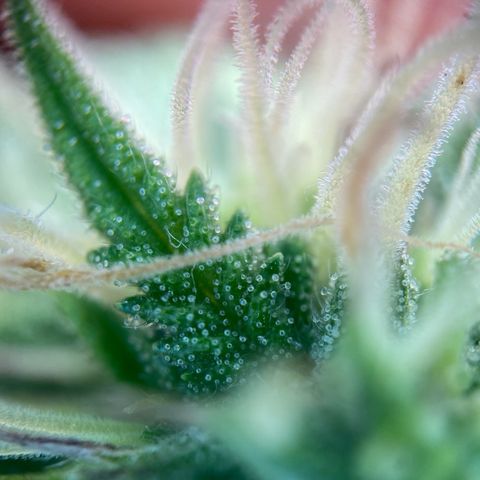 Critical Auto - Barneys Farm Deutsch growlog timeline photo