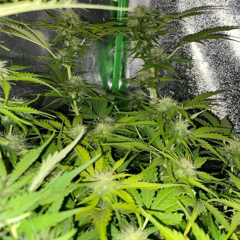 Critical Auto - Barneys Farm Deutsch growlog timeline photo