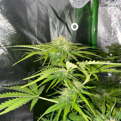 Critical Auto - Barneys Farm Deutsch growlog timeline photo