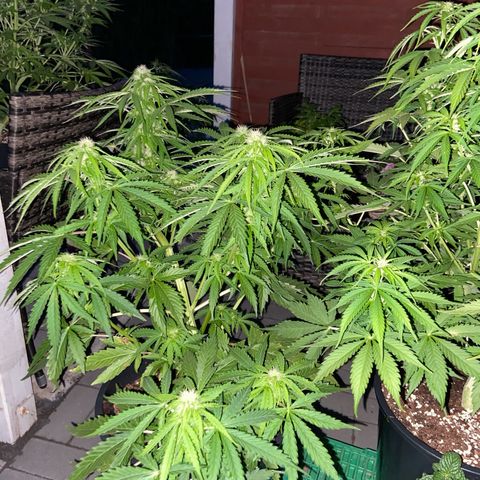Critical Auto - Barneys Farm Deutsch growlog timeline photo