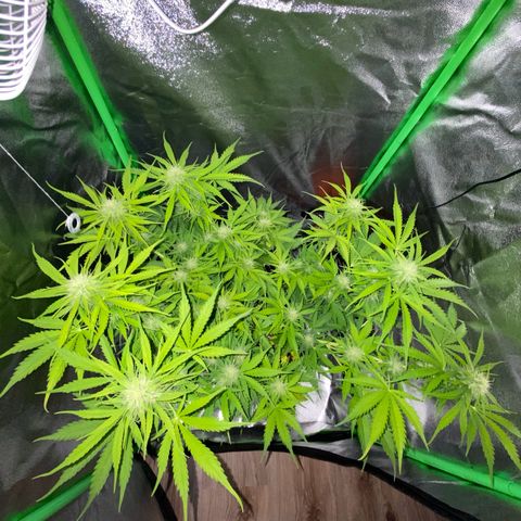 Critical Auto - Barneys Farm Deutsch growlog timeline photo