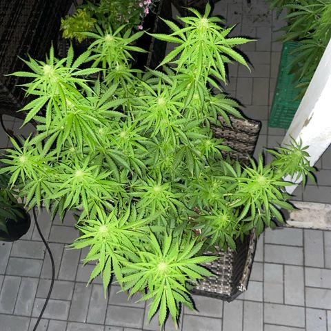 Critical Auto - Barneys Farm Deutsch growlog timeline photo