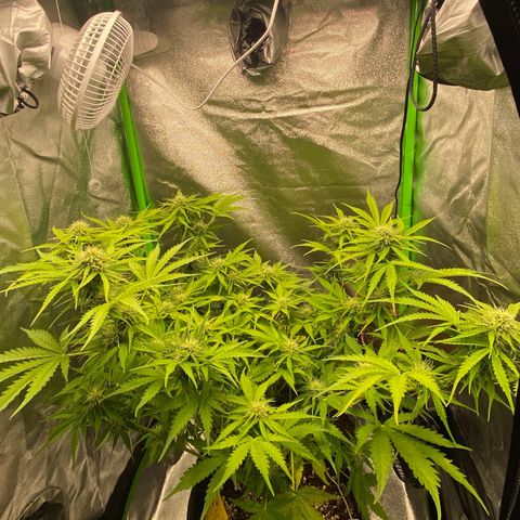 Critical Auto - Barneys Farm Deutsch growlog timeline photo