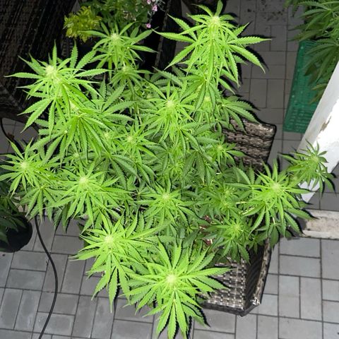 Critical Auto - Barneys Farm Deutsch growlog timeline photo