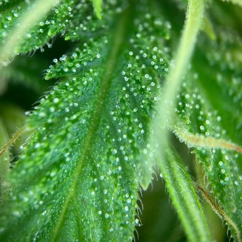 Critical Auto - Barneys Farm Deutsch growlog timeline photo