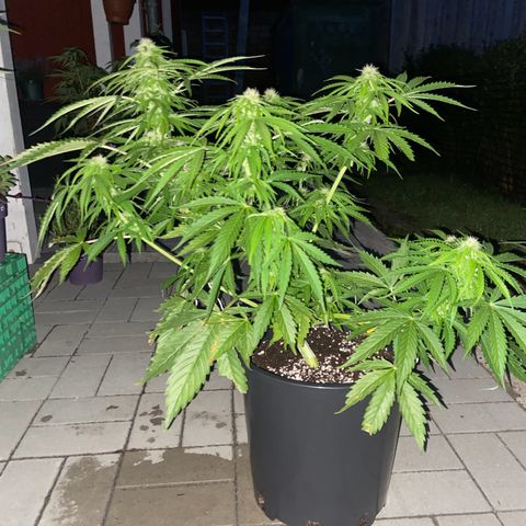 Critical Auto - Barneys Farm Deutsch growlog timeline photo