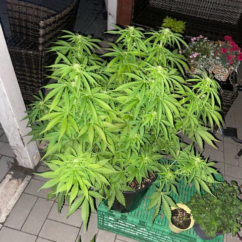 Critical Auto - Barneys Farm Deutsch growlog timeline photo