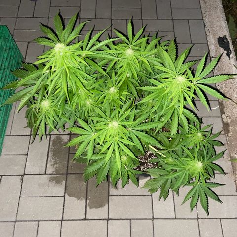 Critical Auto - Barneys Farm Deutsch growlog timeline photo