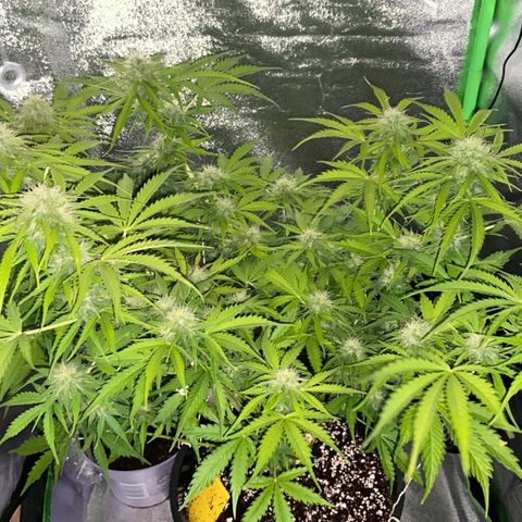 Critical Auto - Barneys Farm Deutsch growlog timeline photo