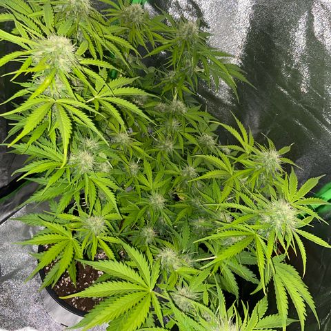 Critical Auto - Barneys Farm Deutsch growlog timeline photo