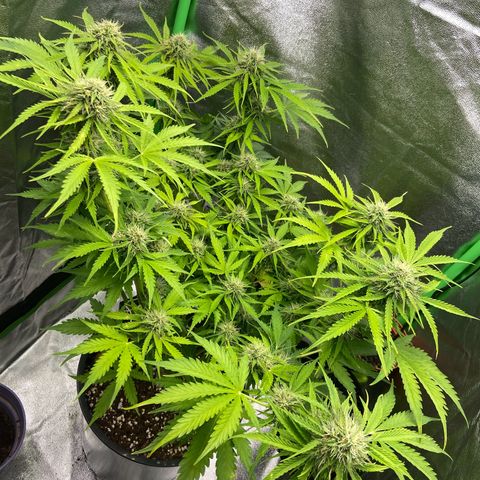 Critical Auto - Barneys Farm Deutsch growlog timeline photo