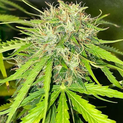 Critical Auto - Barneys Farm Deutsch growlog timeline photo