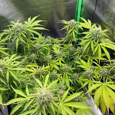 Critical Auto - Barneys Farm Deutsch growlog timeline photo
