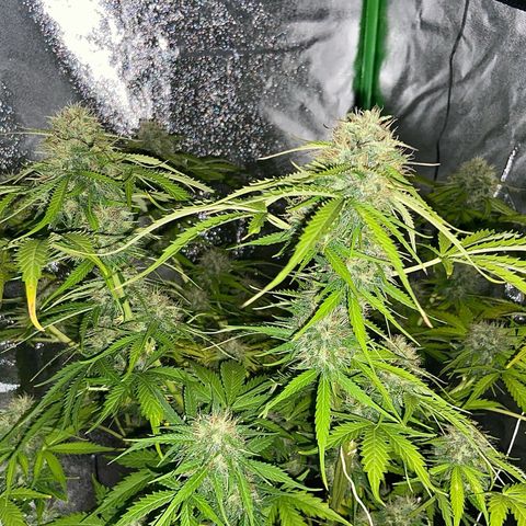 Critical Auto - Barneys Farm Deutsch growlog timeline photo