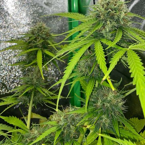 Critical Auto - Barneys Farm Deutsch growlog timeline photo