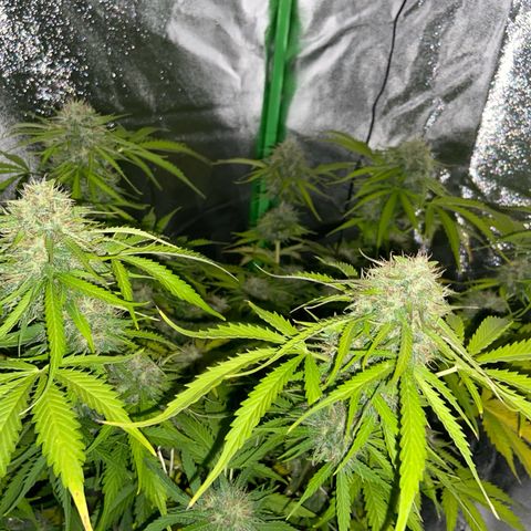 Critical Auto - Barneys Farm Deutsch growlog timeline photo