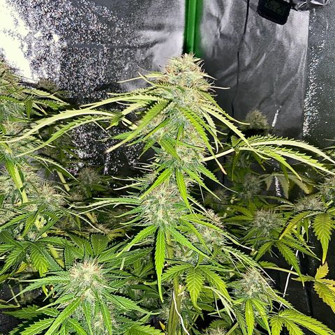 Critical Auto - Barneys Farm Deutsch growlog timeline photo