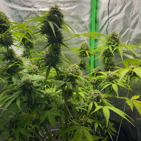 Critical Auto - Barneys Farm Deutsch growlog timeline photo