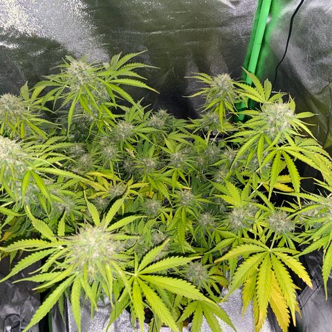 Critical Auto - Barneys Farm Deutsch growlog timeline photo