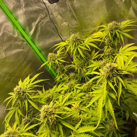 Critical Auto - Barneys Farm Deutsch growlog timeline photo