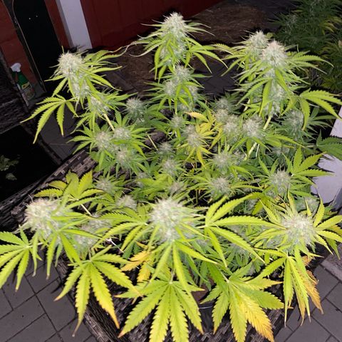 Critical Auto - Barneys Farm Deutsch growlog timeline photo