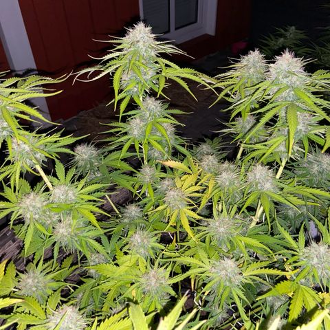 Critical Auto - Barneys Farm Deutsch growlog timeline photo