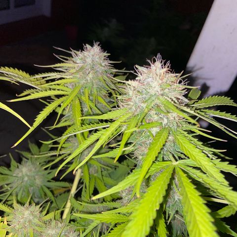 Critical Auto - Barneys Farm Deutsch growlog timeline photo