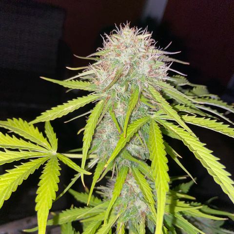 Critical Auto - Barneys Farm Deutsch growlog timeline photo