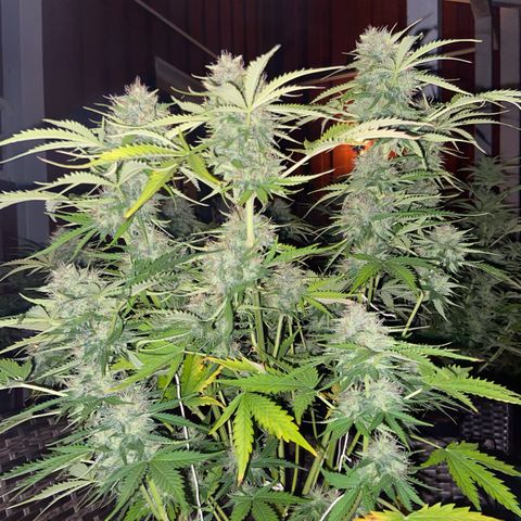 Critical Auto - Barneys Farm Deutsch growlog timeline photo