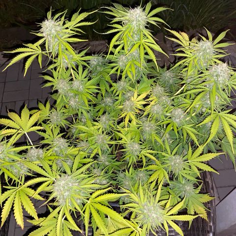 Critical Auto - Barneys Farm Deutsch growlog timeline photo