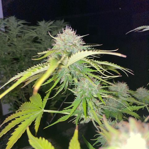 Critical Auto - Barneys Farm Deutsch growlog timeline photo