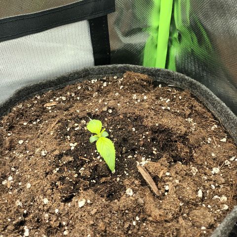 Auto Cinderella Jack growlog photo: Dünger Stäbchen 
