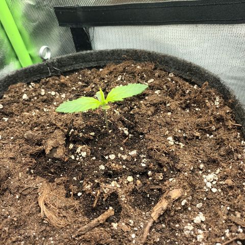 Strawberry Banana Auto  growlog photo: Dünger Stäbchen 