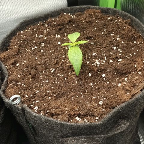 Auto Cinderella Jack growlog timeline photo