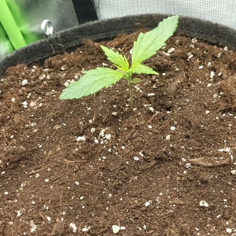Strawberry Banana Auto  growlog timeline photo