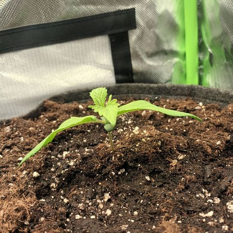 Auto Cinderella Jack growlog timeline photo