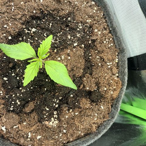 Auto Cinderella Jack growlog photo: 1 gorilla tap start