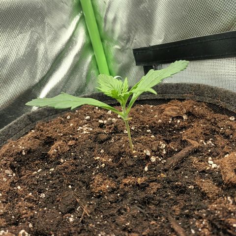 Strawberry Banana Auto  growlog photo: 1 Gorilla tap start 