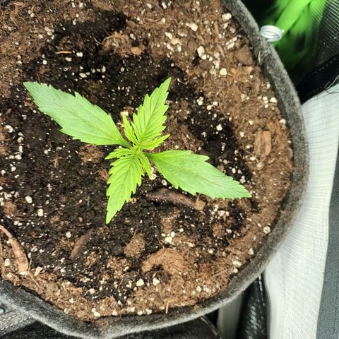 Strawberry Banana Auto  growlog photo: 1 Gorilla tap start 