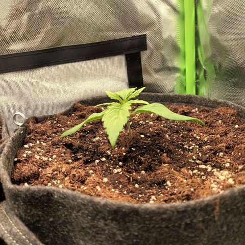 Auto Cinderella Jack growlog timeline photo