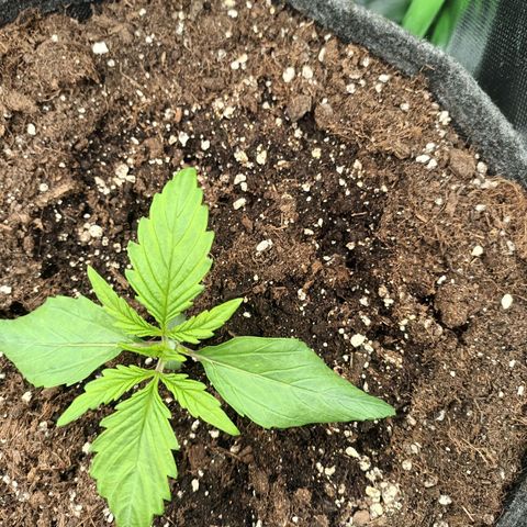 Auto Cinderella Jack growlog photo: 14 tage