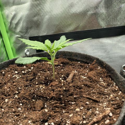 Strawberry Banana Auto  growlog timeline photo