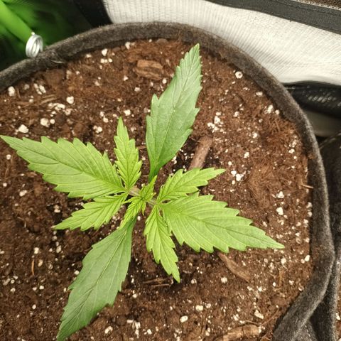 Strawberry Banana Auto  growlog photo: 14 Tage 