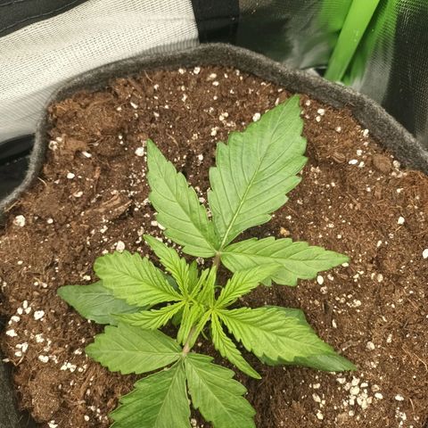 Auto Cinderella Jack growlog photo: 9 cm