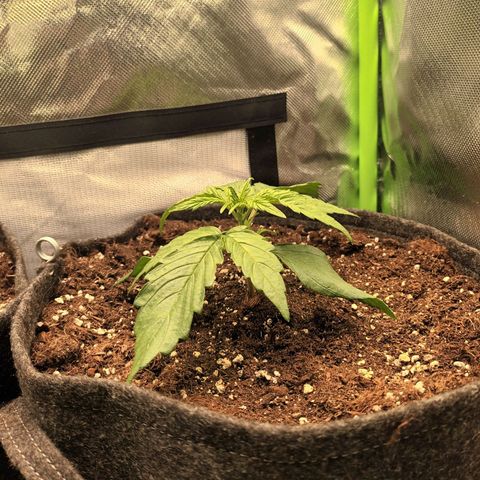 Auto Cinderella Jack growlog photo: 9 cm