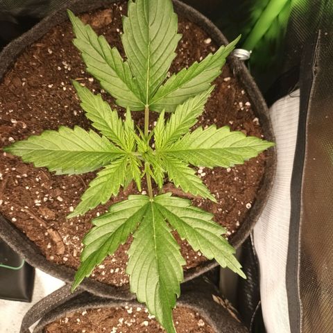 Strawberry Banana Auto  growlog photo: 14 cm