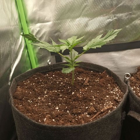 Strawberry Banana Auto  growlog photo: 14 cm