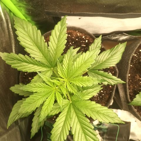 Strawberry Banana Auto  growlog timeline photo