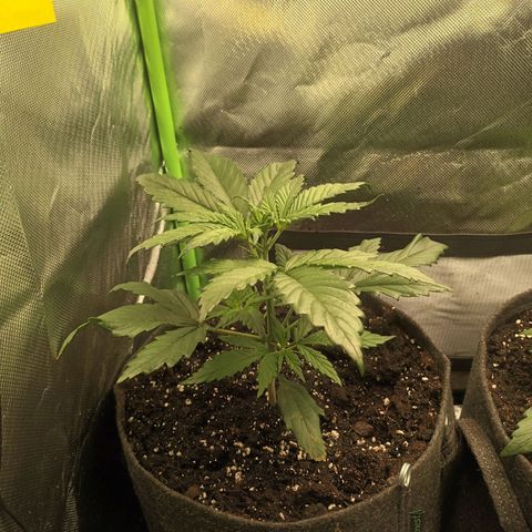 Strawberry Banana Auto  growlog timeline photo