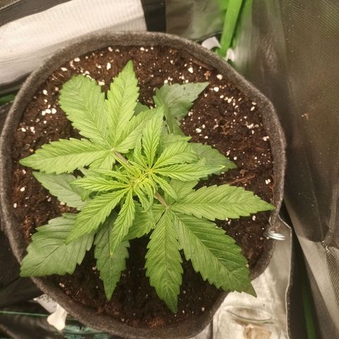 Auto Cinderella Jack growlog timeline photo